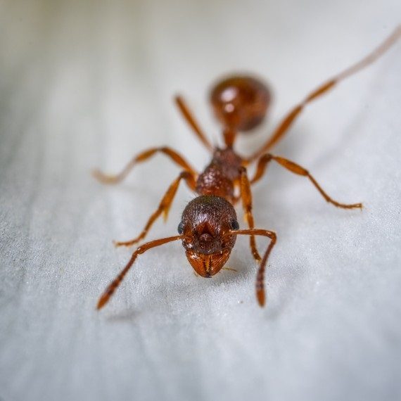 Field Ants, Pest Control in Havering-atte-Bower, Abridge, RM4. Call Now! 020 8166 9746