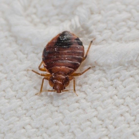 Bed Bugs, Pest Control in Havering-atte-Bower, Abridge, RM4. Call Now! 020 8166 9746