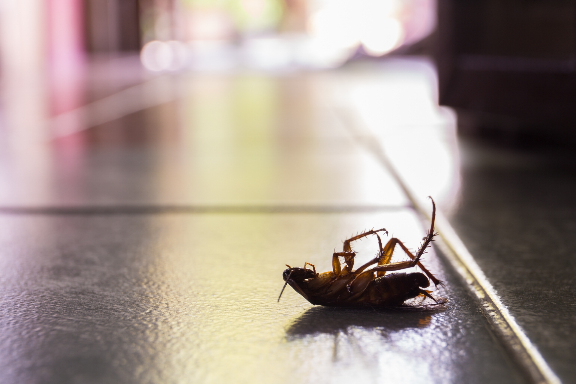 Cockroach Control, Pest Control in Havering-atte-Bower, Abridge, RM4. Call Now 020 8166 9746
