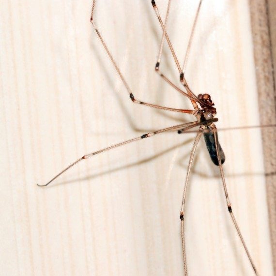 Spiders, Pest Control in Havering-atte-Bower, Abridge, RM4. Call Now! 020 8166 9746