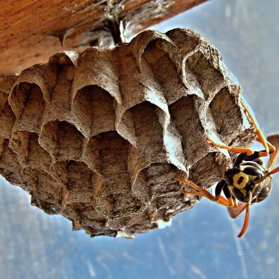 Wasps Nest, Pest Control in Havering-atte-Bower, Abridge, RM4. Call Now! 020 8166 9746