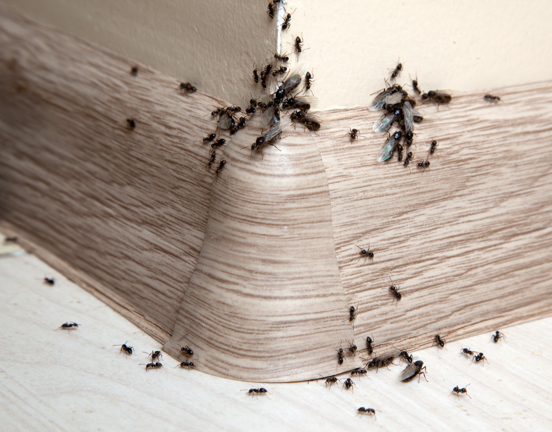 Ant Infestation, Pest Control in Havering-atte-Bower, Abridge, RM4. Call Now 020 8166 9746