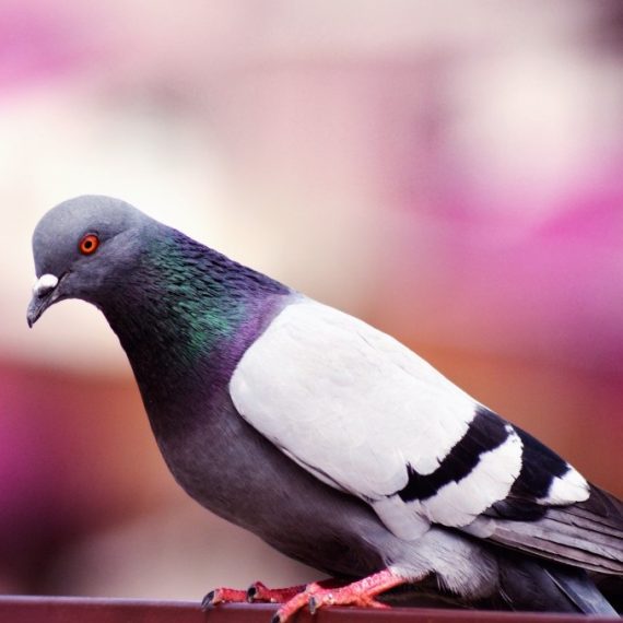 Birds, Pest Control in Havering-atte-Bower, Abridge, RM4. Call Now! 020 8166 9746