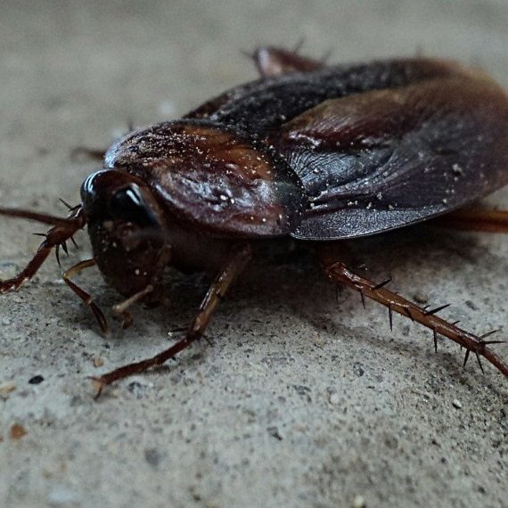 Cockroaches, Pest Control in Havering-atte-Bower, Abridge, RM4. Call Now! 020 8166 9746