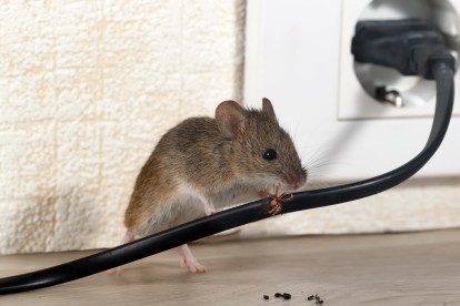 Pest Control in Havering-atte-Bower, Abridge, RM4. Call Now! 020 8166 9746