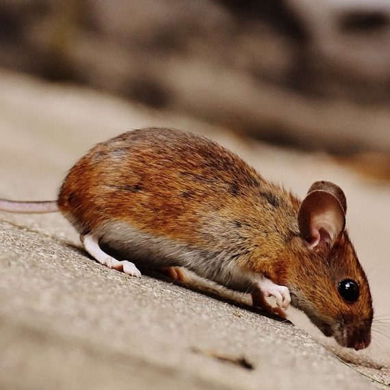 Mice, Pest Control in Havering-atte-Bower, Abridge, RM4. Call Now! 020 8166 9746