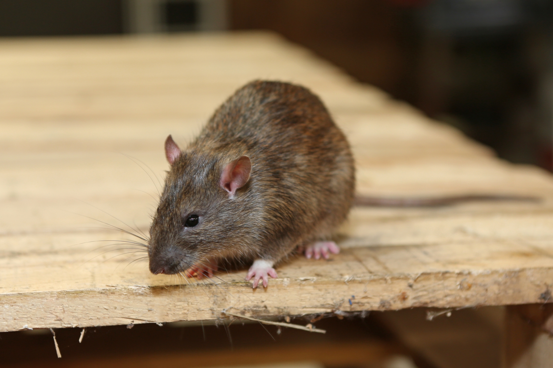 Rat extermination, Pest Control in Havering-atte-Bower, Abridge, RM4. Call Now 020 8166 9746