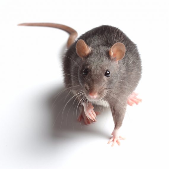Rats, Pest Control in Havering-atte-Bower, Abridge, RM4. Call Now! 020 8166 9746