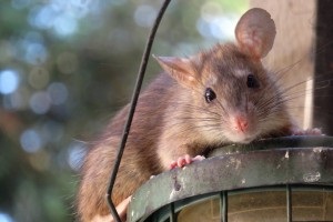 Rat Infestation, Pest Control in Havering-atte-Bower, Abridge, RM4. Call Now 020 8166 9746