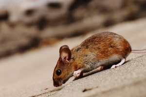 Mouse extermination, Pest Control in Havering-atte-Bower, Abridge, RM4. Call Now 020 8166 9746