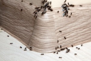 Ant Control, Pest Control in Havering-atte-Bower, Abridge, RM4. Call Now 020 8166 9746