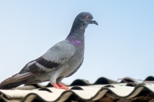 Pigeon Pest, Pest Control in Havering-atte-Bower, Abridge, RM4. Call Now 020 8166 9746